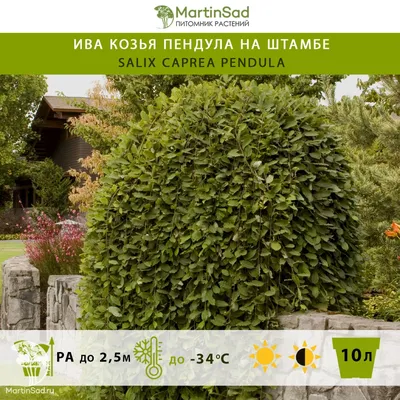 Ива козья Килмарнок на ШТАМБЕ. (Salix caprea Kilmarnock) на ШТАМБЕ, высота  100-120см купить в интернет-магазине ЦВІТСАД с доставкой по Украине