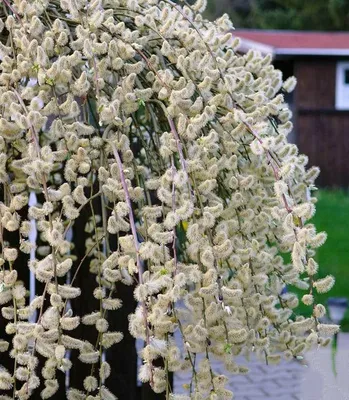 Ива козья Пендула (Salix caprea Pendula) - «Ива козья любима не только  козами, но и садоводами, а также часто используется ландшафтными  дизайнерами. » | отзывы