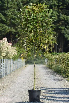 Ива козья Килмарнок на ШТАМБЕ. (Salix caprea Kilmarnock) на ШТАМБЕ, высота  100-120см купить в интернет-магазине ЦВІТСАД с доставкой по Украине