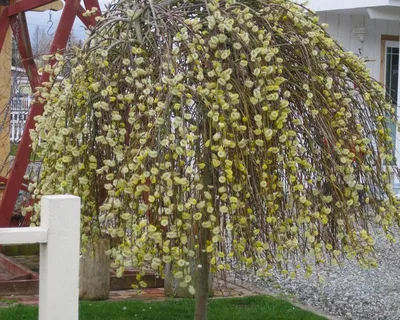 Ива козья Пендула (Salix caprea Pendula) | Садовый центр \"Berberis\"