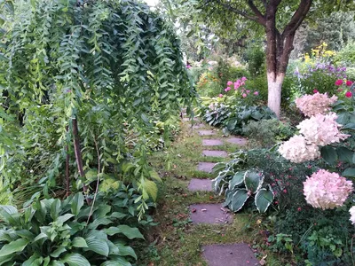 Ива козья Пендула — Salix caprea Pendula и крупномеры купить в Краснодаре -  описание сорта и фото | питомник растений Зеленый капитал