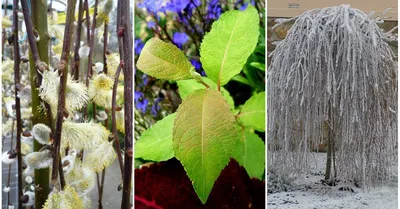 Ива козья Пендула — Salix caprea Pendula и крупномеры купить в Краснодаре -  описание сорта и фото | питомник растений Зеленый капитал