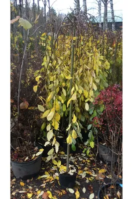 Саженец цельнолистной ивы 'Пендула'/Salix integra 'Pendula' С5/Ра140 — цена  в Оренбурге, купить в интернет-магазине, характеристики и отзывы, фото