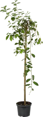 Ива козья 'Пендула' SALIX CAPREA 'PENDULA' C-45L 10-12 1/2 FUSTO  (ID#221823825), цена: 8900 ₴, купить на Prom.ua