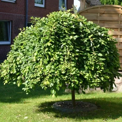 Ива козья (Salix caprea) — купите саженцы в контейнере в Краснодаре -  Прекраснодар — новогодние ёлочные базары в Краснодаре