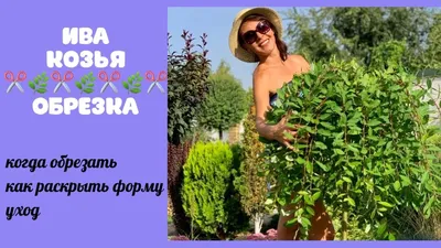 Ива козья купить по цене 200,00 руб. в Москве в садовом центре Южный