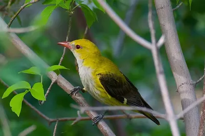 Птица Иволга: [фото и описание] пение, самец и самка, как выглядит, гнездо
