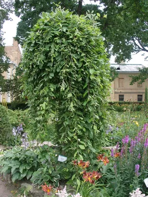 Ива козья штамбовая(Salix caprea L)