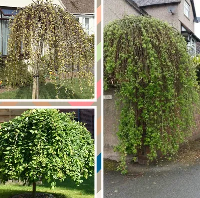 Саженец ивы шаровидной Козья (верба плакучая) фото и описание сорта 🌱  купить саженец ивы шаровидной Козья (верба плакучая) почтой недорого в  Донецке