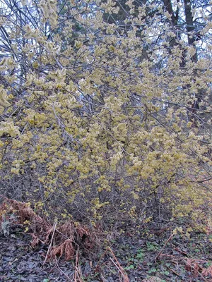 Ива козья Пендула — Salix caprea Pendula и крупномеры купить в Краснодаре -  описание сорта и фото | питомник растений Зеленый капитал