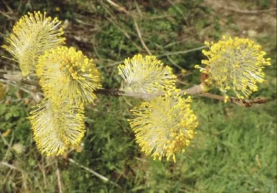 Ива козья (Salix caprea L.) – Лиственные деревья Буква «И» - цветочный  портал Ваш Сад!