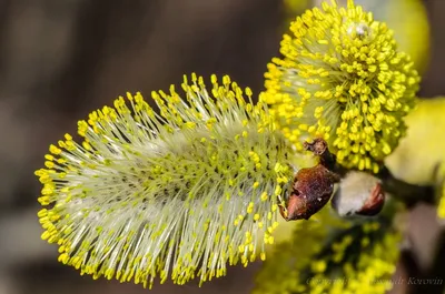 Ива козья (Salix caprea) — купите саженцы в контейнере в Краснодаре -  Прекраснодар — новогодние ёлочные базары в Краснодаре