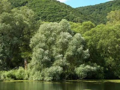 Ива козья купить саженцы в Киеве - цены в Украине