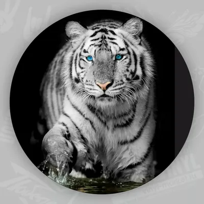 Белый Тигр (2012, фильм) - «О Зле как перманентном явлении» | отзывы