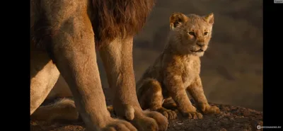 Король Лев / The Lion King (2019, фильм) - «Король Лев - очень красивый  фильм, ремейк старого мультфильма заслуживающий просмотра🦁» | отзывы