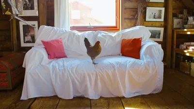 Одна из 120 куриц Изабеллы Росселлини продолжает жить в ее загородном доме в шведском стиле | Архитектурный дайджест