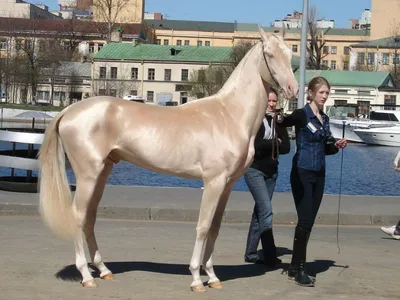 Ахалтекинская лошадь изабелловой масти | Cheval empaillé, Races de chevaux,  Cheval