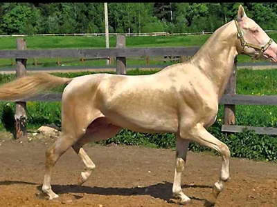 Ахалтекинская лошадь изабелловой масти | Beautiful arabian horses, Horses  and dogs, Beautiful horses