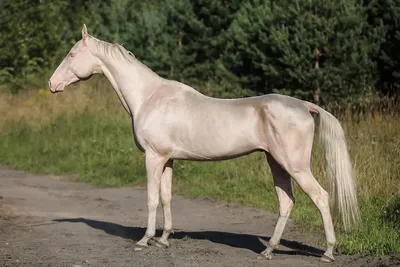 Akhalteke Horse Center