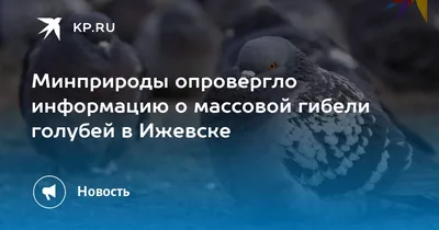 Лимонистые белоголовые пермяки Ижевские голуби купить в Москве | Животные и  зоотовары | Авито