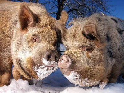 Кабан и свинья - 72 фото