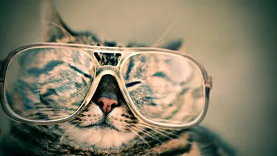 Обои кот, морда, очки, прикол, полосатый картинки на рабочий стол, фото  скачать бесплатно