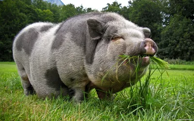 В Наровлянском районе практически готовая к вводу в эксплуатацию  свинотоварная ферма не соответствовала требованиям, обеспечивающим  биологическую защиту животных