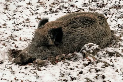 Как зимует кабан: несколько особенностей из жизни дикой свиньи | Пикабу