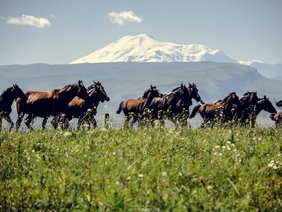 Кабардинская лошадь