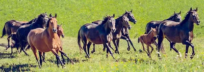 Кабардинская - фотографии - equestrian.ru