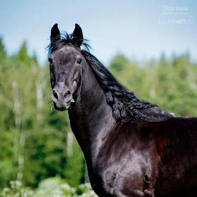 КАБАРДИНСКАЯ ПОРОДА ЛОШАДЕЙ • 🐎🐎🐎 Жеребец КАБАРДИНСКОЙ ПОРОДЫ «ОШРО»  #адыгэш #адыгэл1… | Instagram