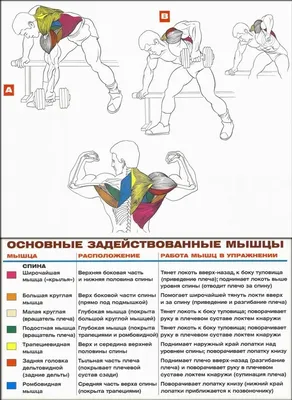 Как правильно качать плечи? Программа лучших упражнений на дельты |  Фитсевен | Дзен