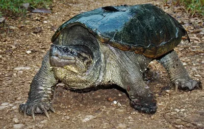 Chelydra rossignonii (Центрально-американская каймановая черепаха) -  Черепахи.ру