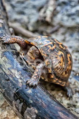 Каймановая черепаха (Chelydra serpentina) - 26-28см