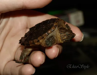 Каймановая черепаха (Chelydra serpentina) купить - Живая планета