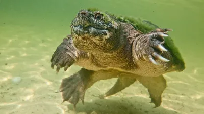 Каймановая черепаха кусающаяся: содержание, фото-видео обзор