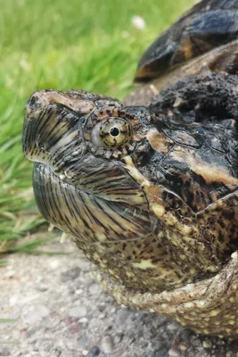 Впервые найдена гигантская грифовая черепаха весом 45 килограммов: Звери:  Из жизни: Lenta.ru