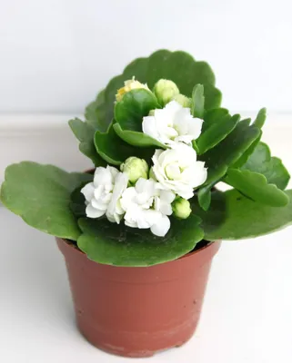 Каланхоэ Каландива белое ⌀6 купить в Москве с доставкой | Магазин растений  Bloom Story (Блум Стори)
