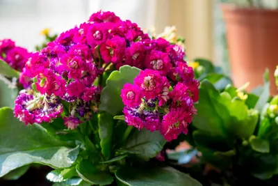 Каланхоэ «Каландива» — длительное цветение почти без ухода в домашних  условиях. Фото — Ботаничка