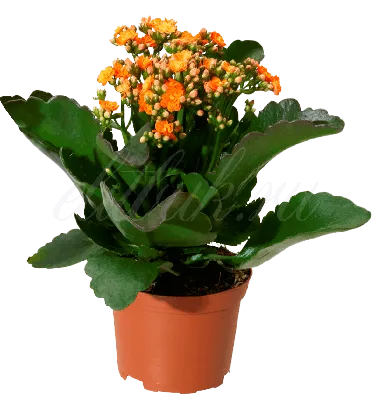 Комнатное растение Каланхоэ оранжевый купить в Екатеринбурге
