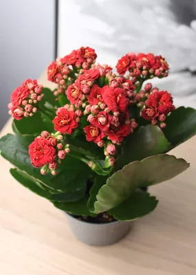 Каланхоэ Каландива красное ⌀12 купить в Москве с доставкой | Магазин  растений Bloom Story (Блум Стори)