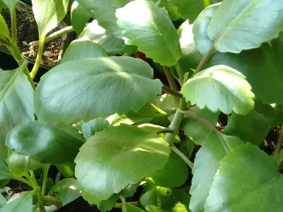 Каланхоэ перистое — выращивание растения и лечебные свойства » Перуница