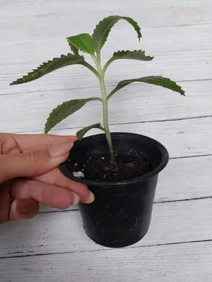 Купить Каланхоэ Дегремона или живородящее каланхоэ (Kalanchoe  daigremontiana), молодое растение, цена 75 грн — Prom.ua (ID#1515164100)