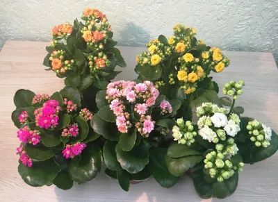Купить Каланхоэ комнатное растение в СПб в интернет – магазине