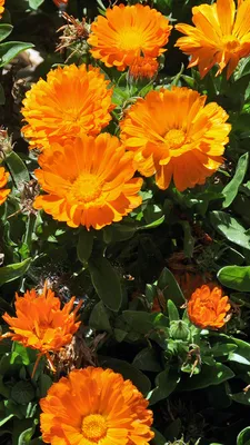 Картинки оранжевая цветок Календула Крупным планом 1080x1920