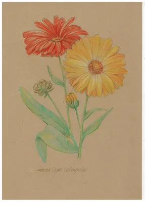 Календула, цветной карандаш | Календула, Цветной карандаш, Ботанические  рисунки