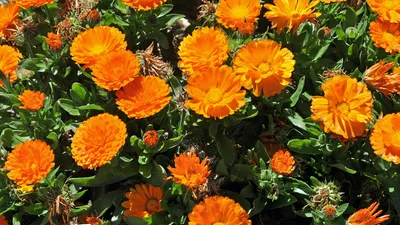 Картинки оранжевая цветок Календула Крупным планом 1920x1080