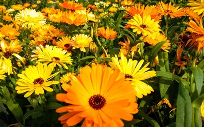 Картинка Цветы календула » Разные цветы » Цветы » Картинки 24 - скачать  картинки бесплатно