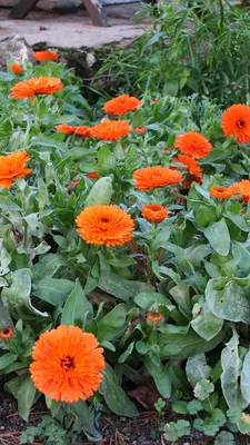 Фотографии Оранжевый цветок Календула 1080x1920