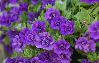 Обои фиолетовые, цветки, Калибрахоа картинки на рабочий стол, раздел цветы  - скачать